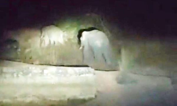 जबलपुर गौठान के पास घूम रहे तीन हाथी