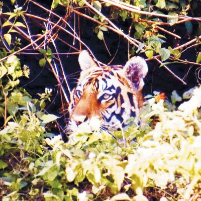 करोड़ों खर्च के बाद भी जंगलों में  वन्य जीवों को भोजन नसीब नहीं