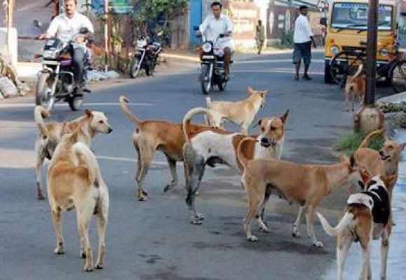 लगातार बढ़ रहा सांड व कुत्तों  का आतंक, आवाजाही मुश्किल