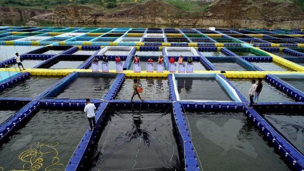 आधुनिक तकनीक केज कल्चर से 150  स्थानीय बेरोजगारों को मिला रोजगार