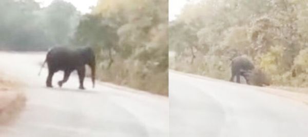 पांडुका क्षेत्र में घूम रहा हाथी, दर्जनों गांवों में अलर्ट