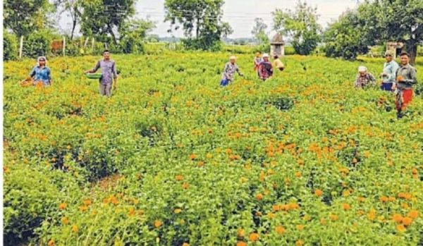 गुलाब और गेंदे की खेती से अंजनी व उमा ने पाया आर्थिक लाभ