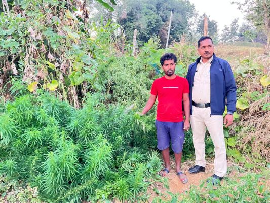  टमाटर की आड़ में गांजा की खेती, 7 पौधा समेत आरोपी गिरफ्तार 