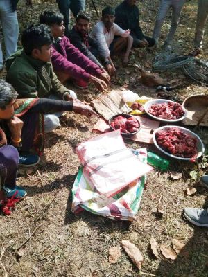 नीलगाय की हत्या, 6 आरोपी गिरफ्तार