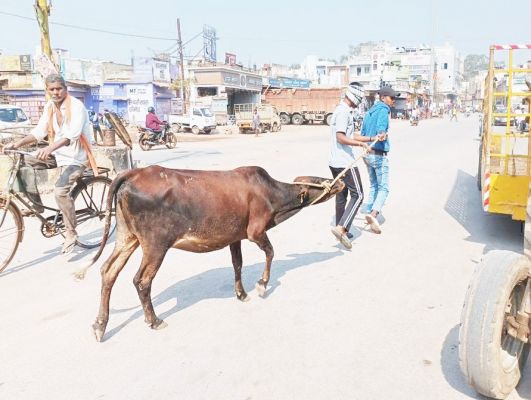 नगर निगम की टीम ने दर्जनभर घुमंतू मवेशियों को पकड़ा