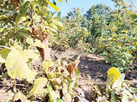 लखनपुर वनपरिक्षेत्र में पेड़ों की अवैध कटाई
