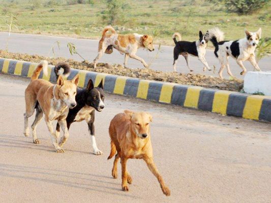 24 घंटे में आवारा कुत्तों  ने 10 लोगों को काटा