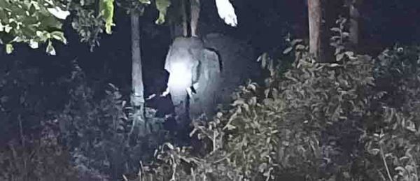 बंगुरसिया धान खरीदी केन्द्र में फिर पहुंचे हाथी