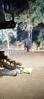 बंगुरसिया धान मंडी में फिर पहुंचा हाथी