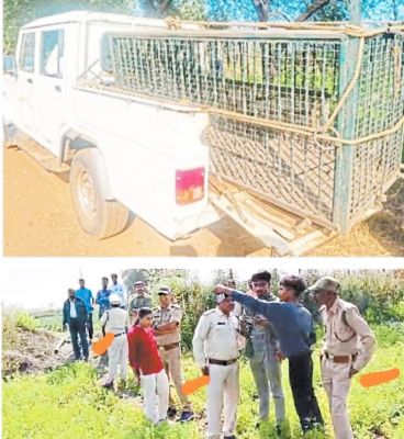 वन विभाग एक पिंजरा लिए अपने हाथों को जेब में डालकर बाघ को ढूंढते रहे 