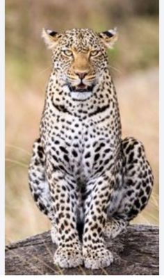 मृत तेन्दुआ के आरोपी की तलाश में वन विभाग