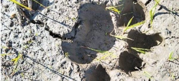 चौथे दिन भी बाघ वन विभाग की पहुंच से रहा दूर, सूचना के आधार पर होती रही सर्चिंग  