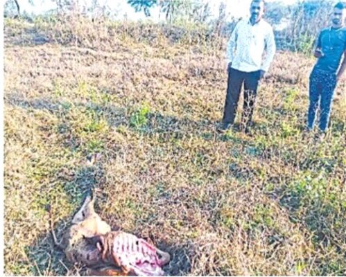 बाघ ने नहर किनारे बछड़े का किया शिकार, टीम ने नकारा, बिना पीएम कराए ही मौके से लौटी 