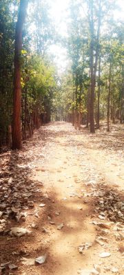 पतझड़ के बाद बसंत के आगमन का संदेश दे रही है प्रकृति