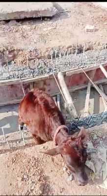 निर्माणाधीन नाली में गिरा बछड़ा, वार्डवासियों ने बचाया