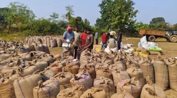 1.23 लाख किसानों ने बेचा 14.27 अरब का 61.98 लाख क्विंटल धान