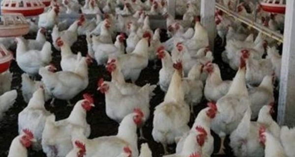 बेमेतरा: बर्ड लू पर अलर्ट जारी, पोल्ट्री फार्म में दबिश देंगी टीमें 