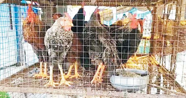 बर्ड फ्लू: 3 महीने बंद रहेगी चिकन की दुकानें