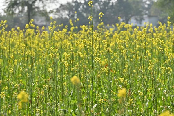 62 सौ कम हेक्टेयर में लगी धान फसल, 7539 करोड़ लीटर पानी बचा