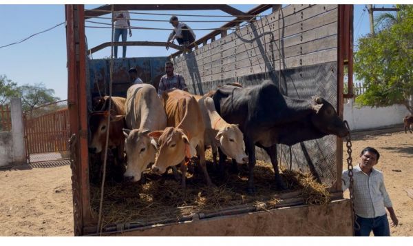 मवेशी तस्करी, 2 आरोपी गिरफ्तार,  गठुला गांव के पास ट्रक मकान में घुसा