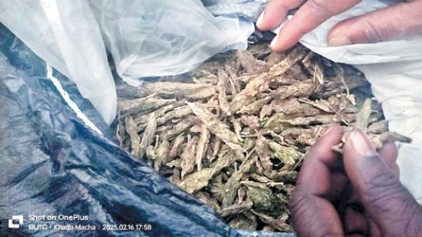 कार से 40 लाख का गांजा जब्त