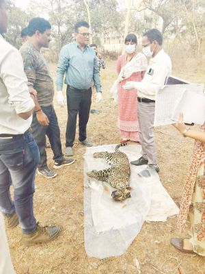 गंगरेल बांध में डूबने से तेंदुए की मौत, 200 मीटर दूर मिली लाश