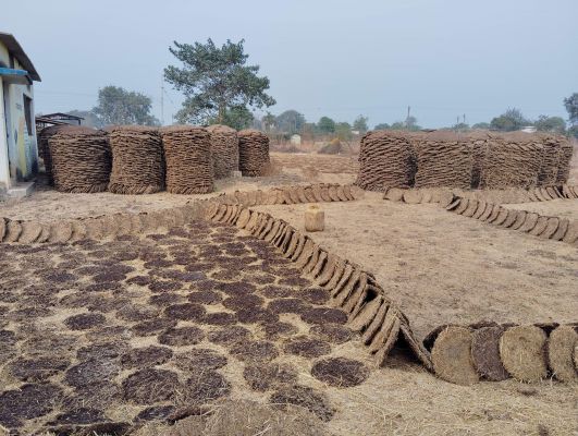 गोबर खरीदी बंद होने से गांवों में फिर बनने लगी छेना-खरही