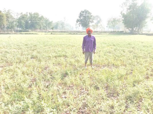 1 मार्च से शुरू होगी समर्थन मूल्य पर चने की खरीदी, किसान चनाबूट बेचकर कमा रहे 36-38 हजार मुनाफा