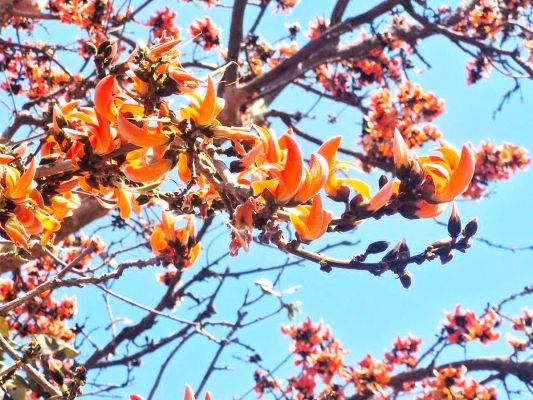  गहरे सुनहरे रंग के फूलों से लदे टेसू के पेड