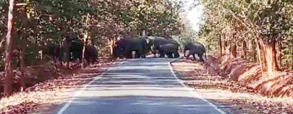 सडक़ पार करते दिखा हाथी दल 
