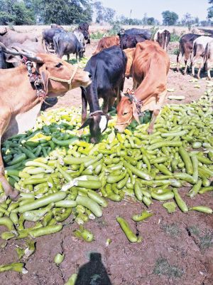 बेभाव हुर्इं सब्जियां, मवेशियों को खिलाने मजबूर