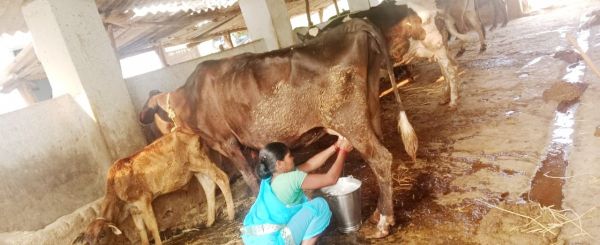 सफलता की नई कहानी लिख रहीं कोंडागांव की महिलाएं