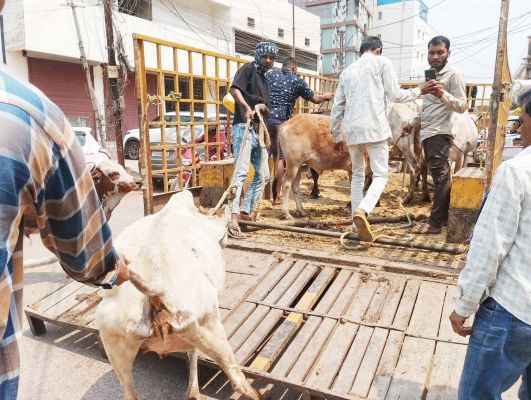 निगम ने दो दिन में डेढ़ दर्जन मवेशी पकड़े
