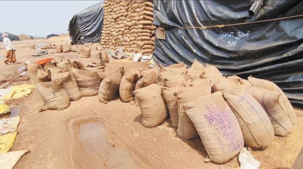 धान संग्रहण केंद्र हरदी में हजारों बोरी बारिश में भीगे