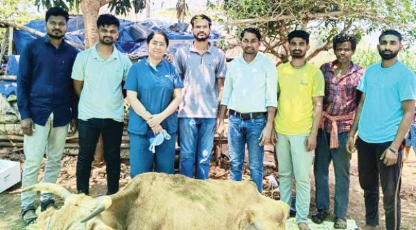 पशु चिकित्सकों ने किया हर्नियोप्लास्टी