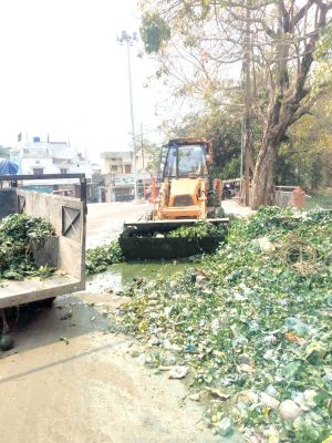 महाराजबंध तालाब से 15 डम्पर जलकुम्भी बाहर निकाला    