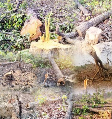  कोयला खदान के लिए पेंड्रामार व घाटबर्रा के जंगलों में काटे जा रहे पेड़