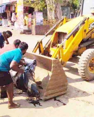 नाली में गिरा सांड, मौत 