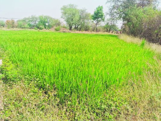  किसानों से धान के बजाय दीगर उपज के पैदावार लेने अपील