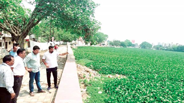 राजातालाब में जलकुम्भी, नई बस्ती में जल भराव         