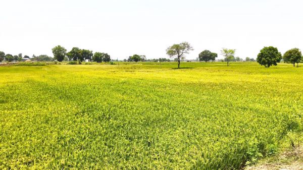 शिवनाथ किनारे गांवों में धान की खेती, किसान खर्च कर रहे बेहिसाब पानी