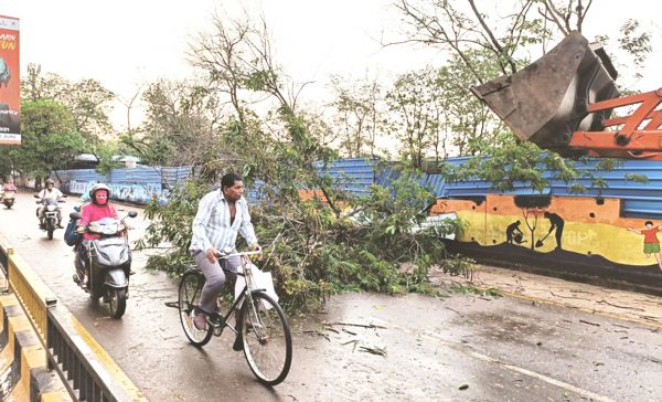 आंधी से जगह-जगह उखड़े पेड़, विद्युत सप्लाई बाधित