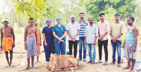  पशु चिकित्सकों ने ऑपरेशन कर बचाई गाय की जान