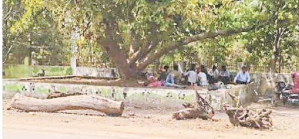 बायपास के लिए कटेंगे  100 साल पुराने पेड़ 