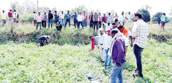  ग्राफ्टेड तरबूज की नर्सरी से किसानों में जागी नई उम्मीद