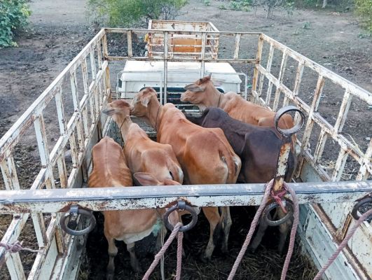 मवेशी तस्करी, 2 आरोपी गिरफ्तार 5 मवेशी व पिकअप जब्त