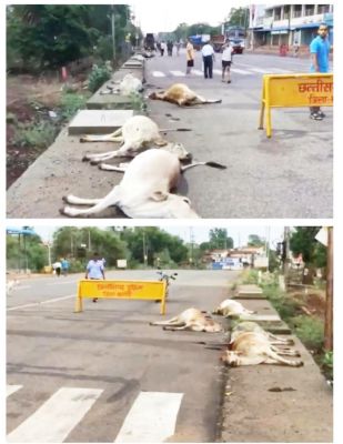 वाहन ने रौंदा, 8 गायें मरीं