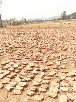बेमौसम बारिश से करोड़ों का तेन्दूपत्ता भीगा