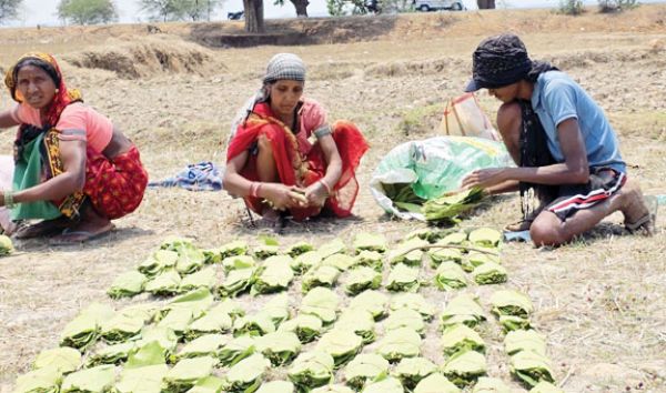 तेन्दूपत्ता संग्राहकों को मिल रहा 5500 रुपये प्रति मानक बोरा का दाम