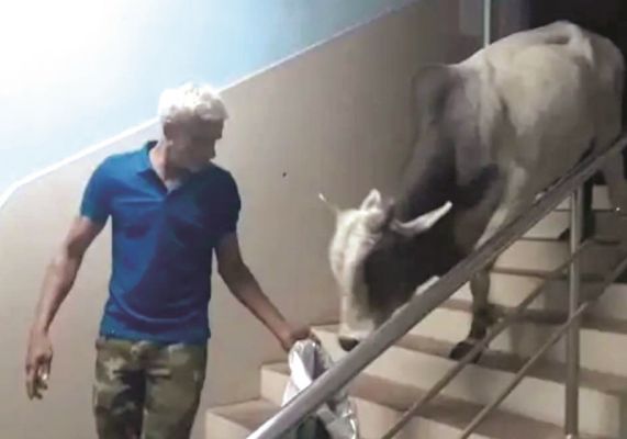 निगम के राजस्व कार्यालय की 2 मंजिला छत पर चढ़ा सांड, गौसेवक ने चारा देकर उतारा
